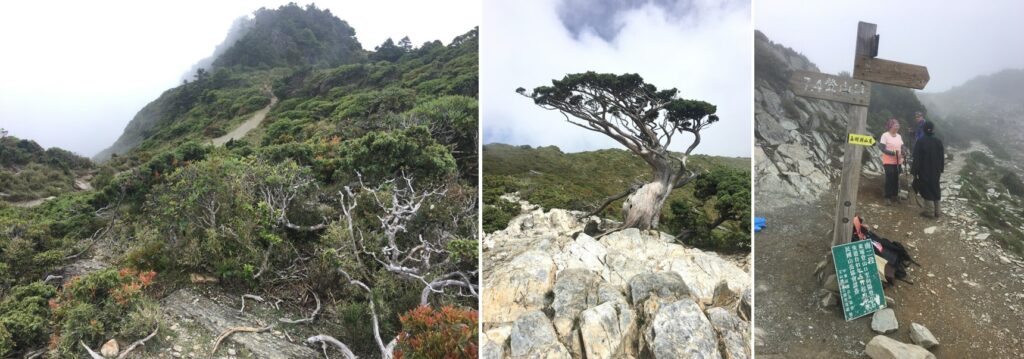 向陽名樹與向陽登山口