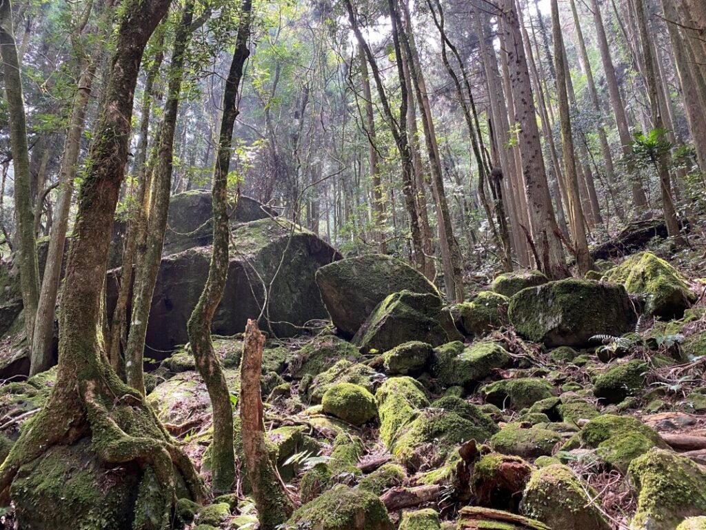 佈滿青苔的石塊