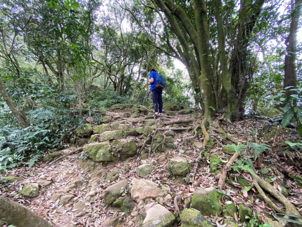 石塊與樹根交錯的原始土徑