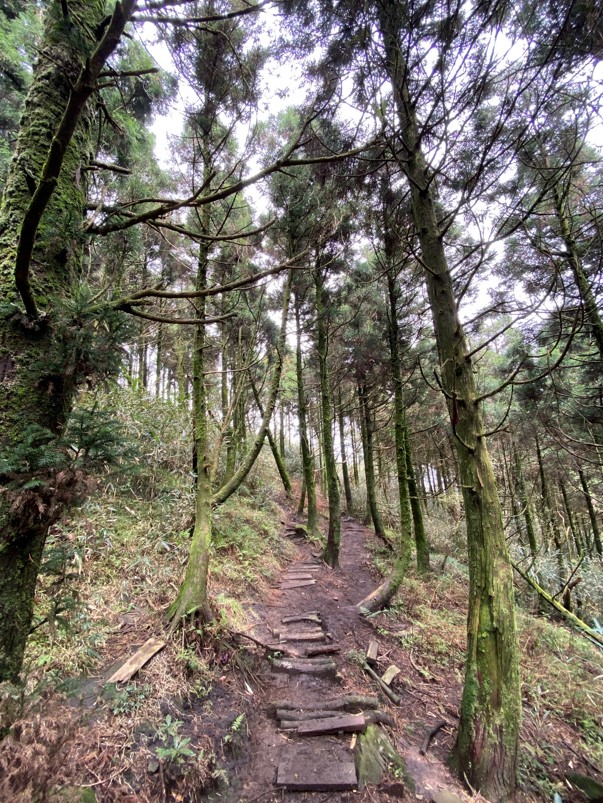 通往小觀音山主峰路徑