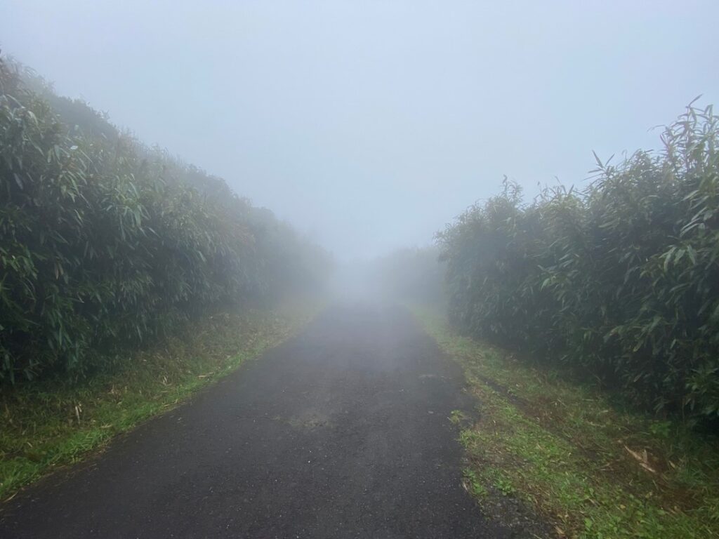 大屯山步道濃霧瀰漫