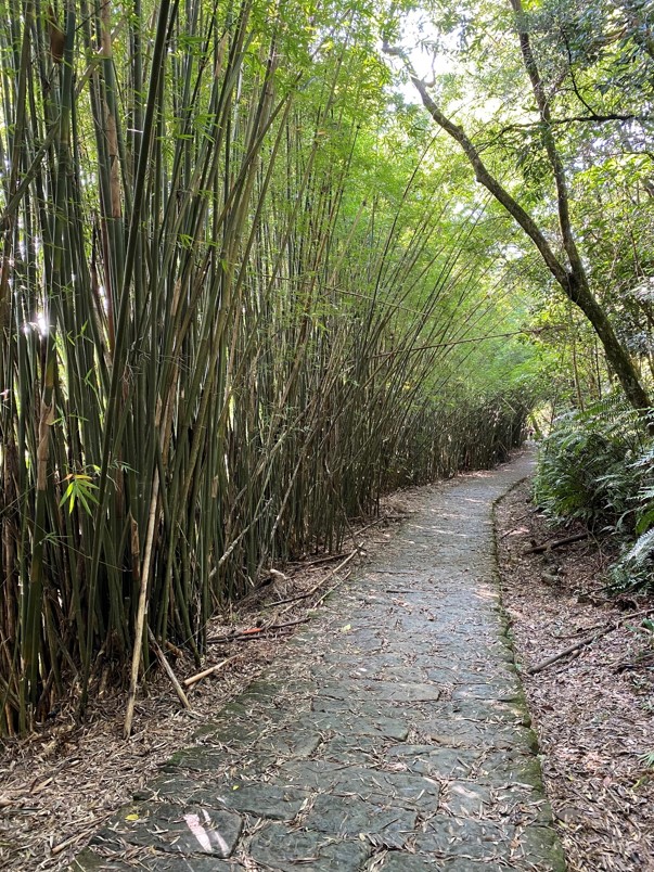 大崙頭山下山路徑