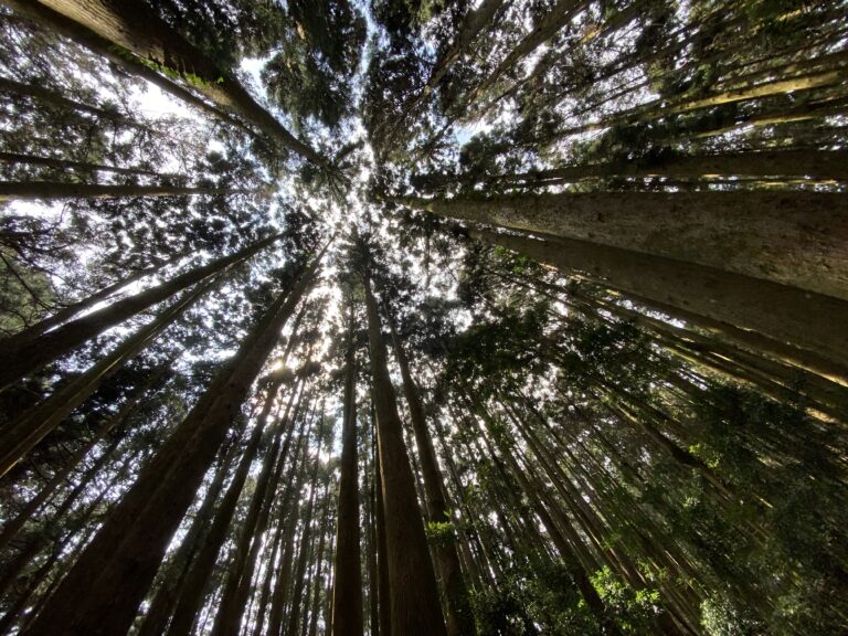 加里山夢幻森林