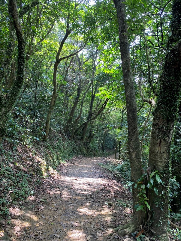 姜子寮山步道路徑