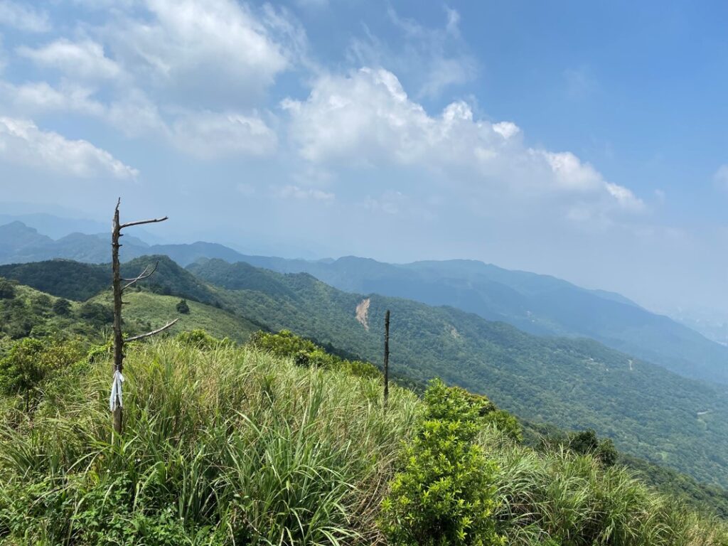 山頂周圍的枯木