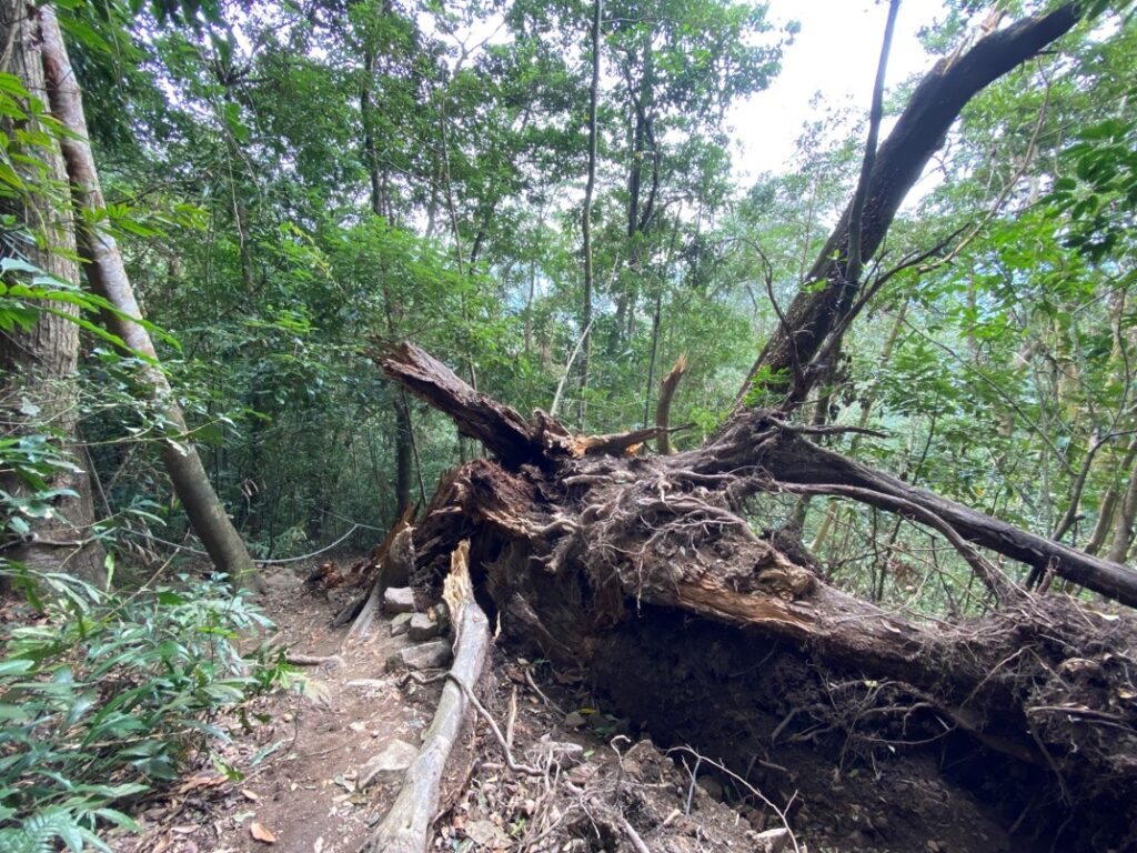 白毛山路徑