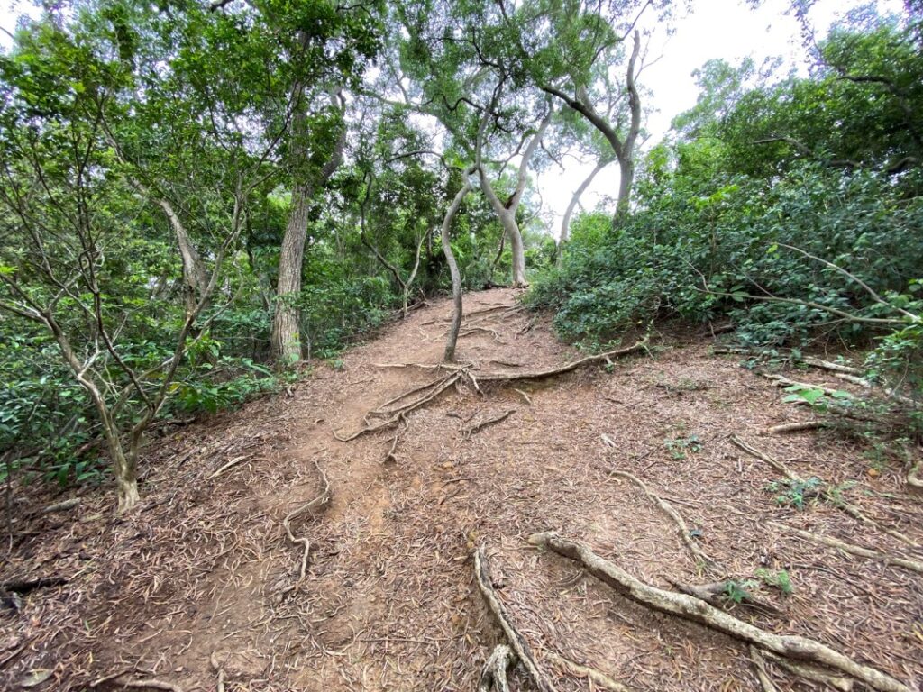 往東峰的土徑